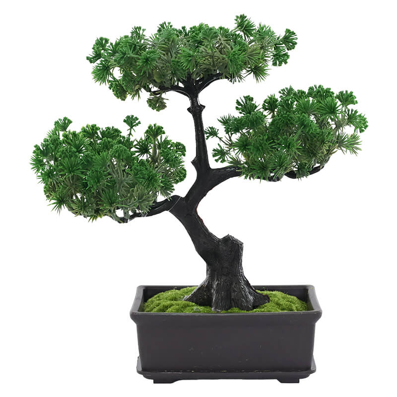 Bonsai tree
