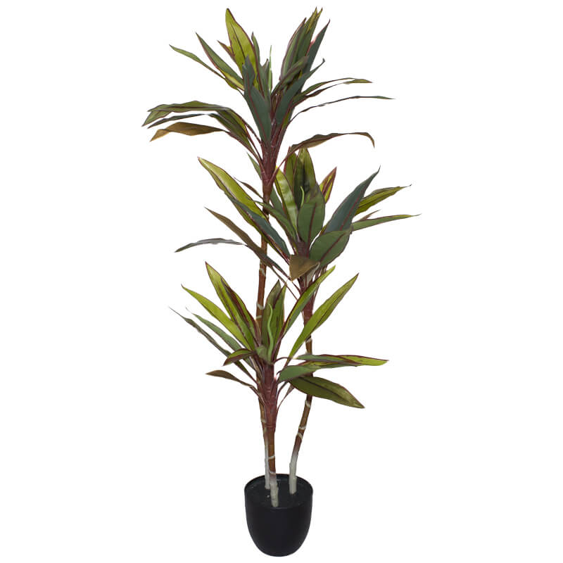 Croton Plant