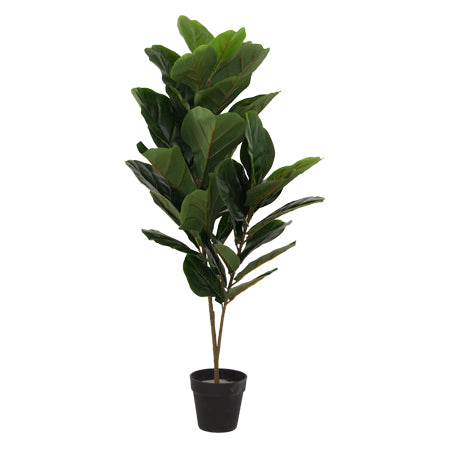 Fiddle Leaf Plant