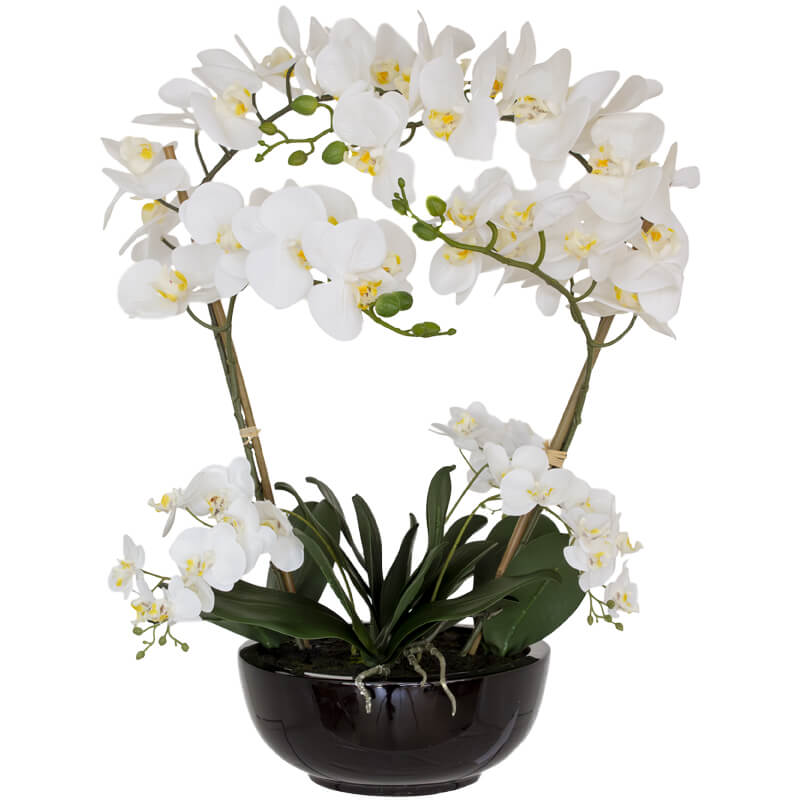 Black Pearl Orchid