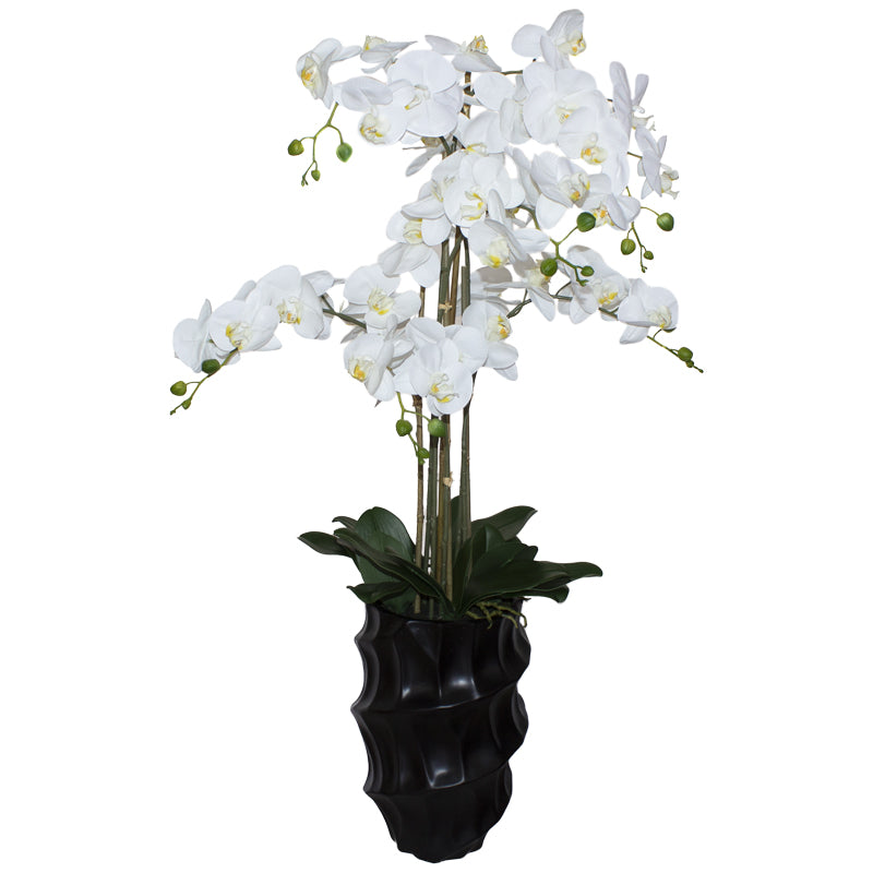 Ciwe Orchid - Large