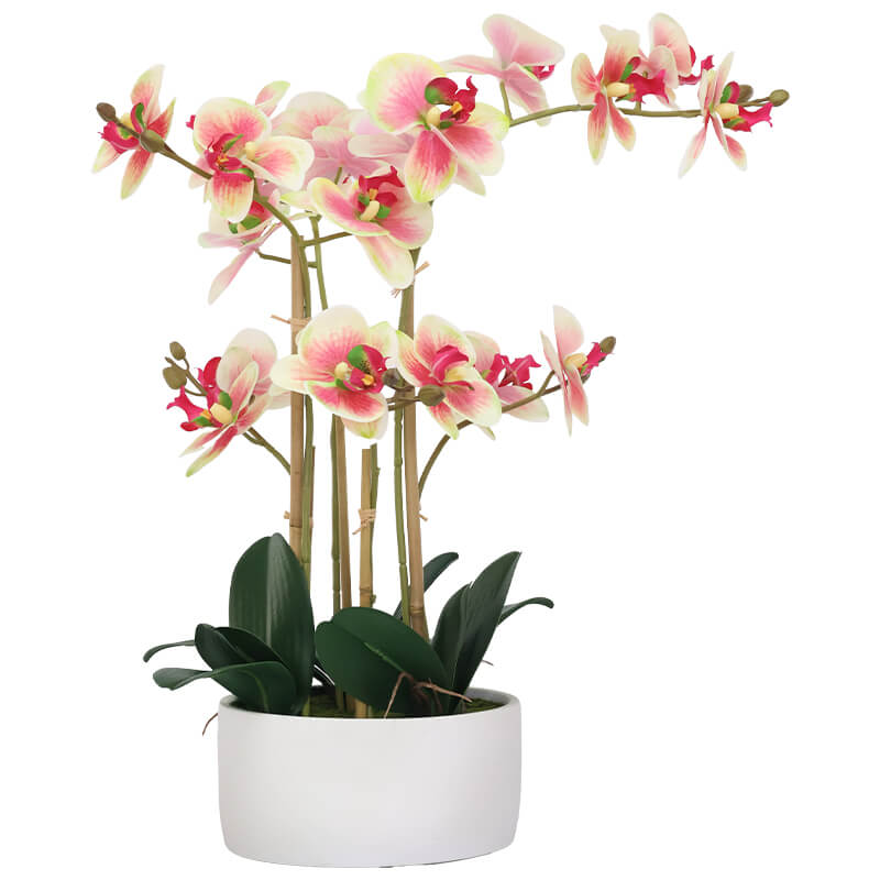 Pink Bud Orchid