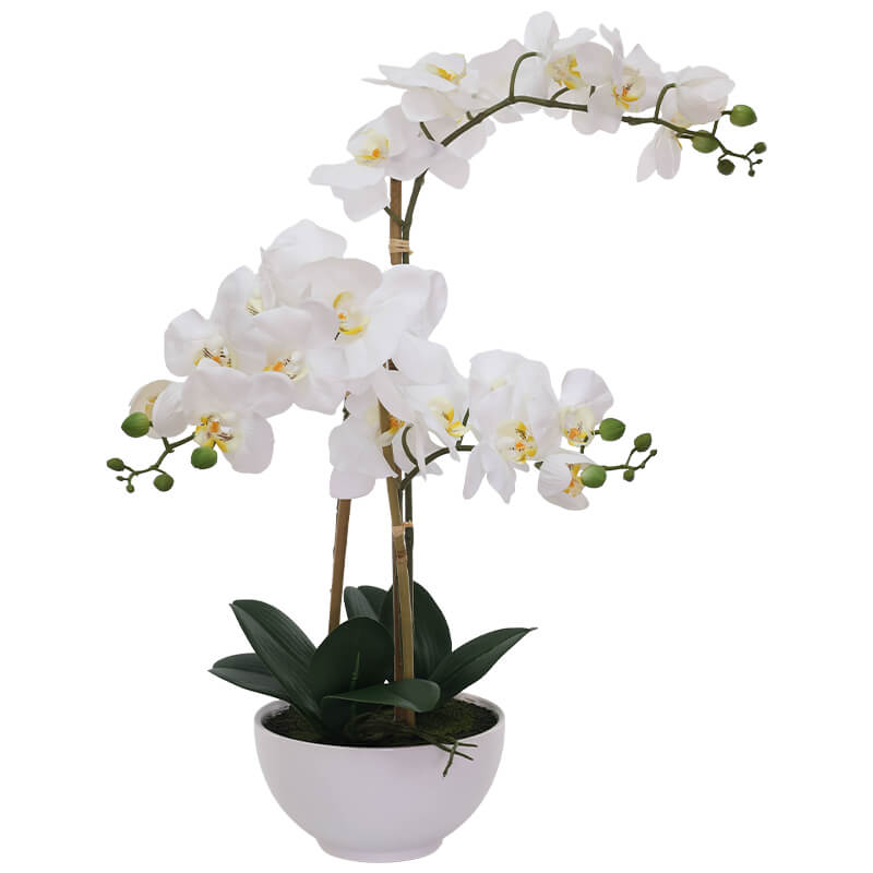 Kimberly Orchid 61cm