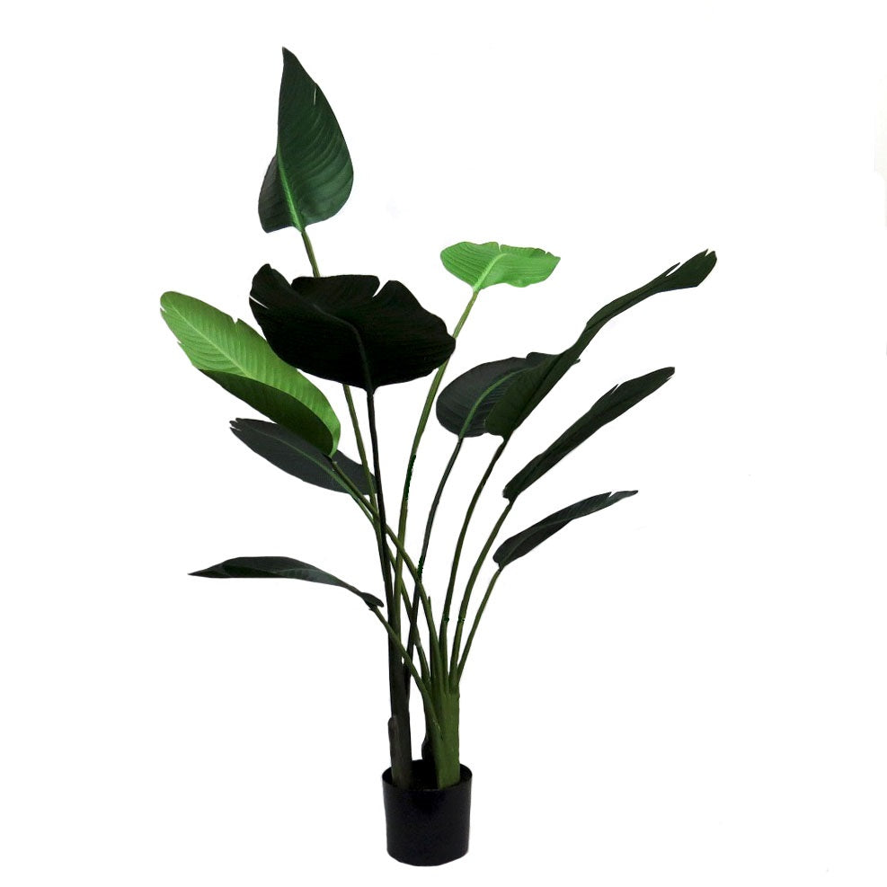 Banana Plant - 155cm