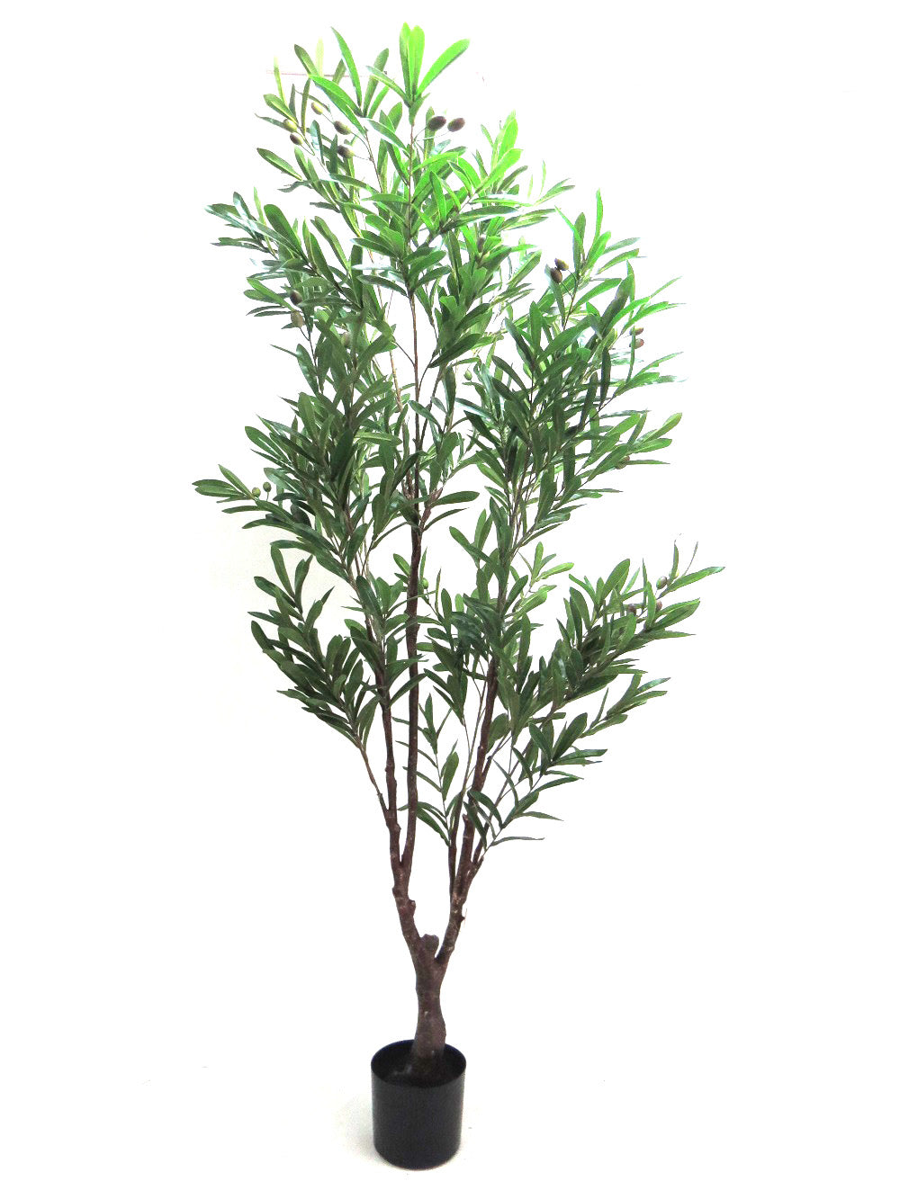 Olive Tree