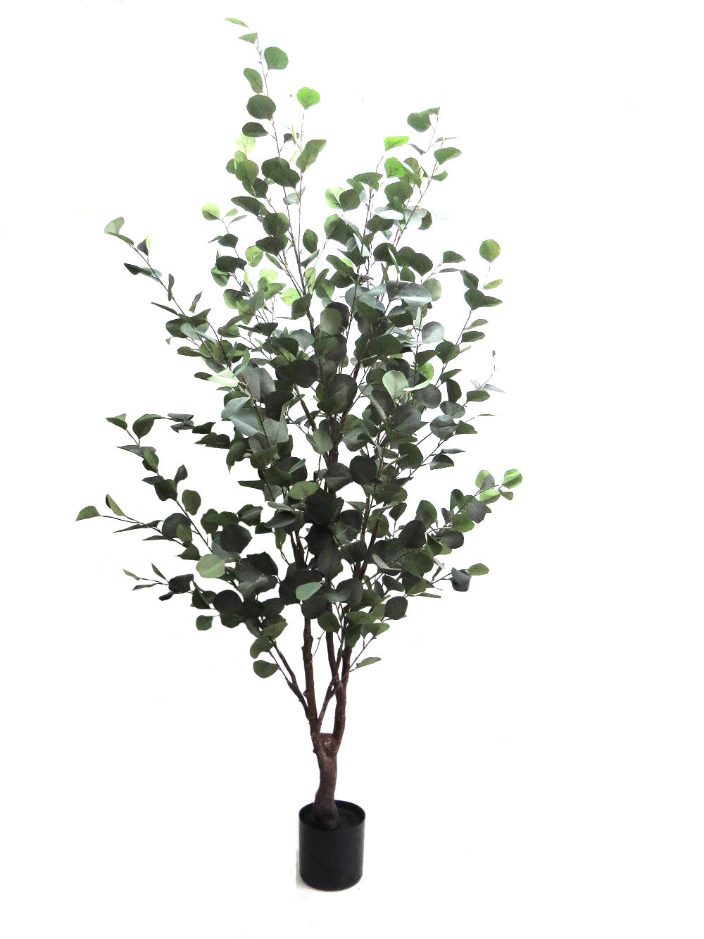 Eucalyptus Tree