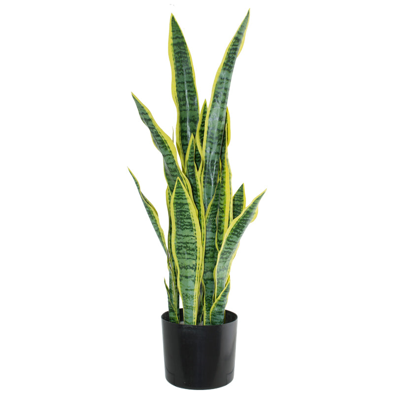 Sansevieria in Pot