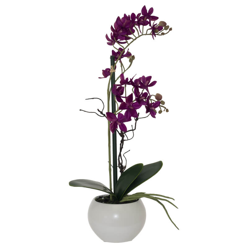 Burgundy Purple Orchid
