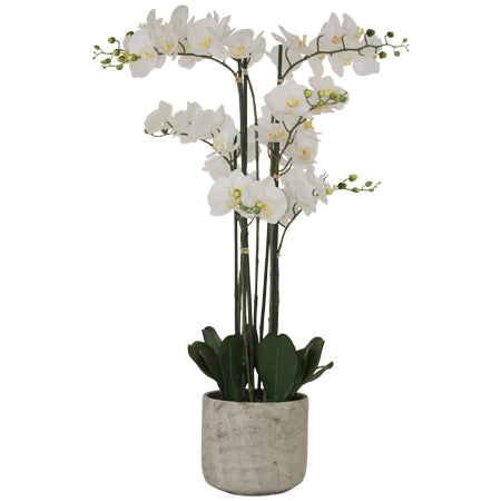 Tall Orchid in ceramic pot