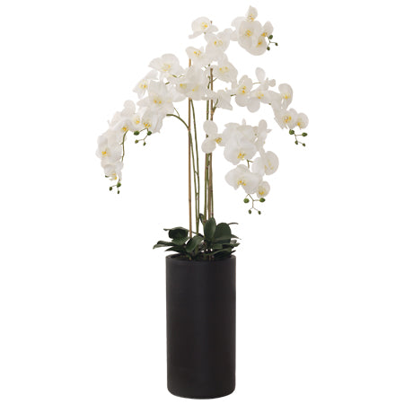 Giant Orchid on black pillar