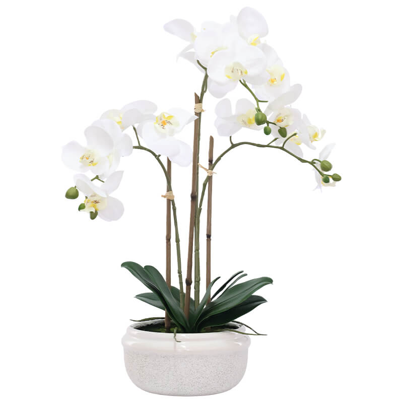 Kiki White Orchid