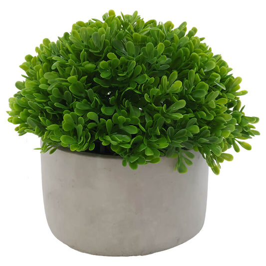 Pearly grass