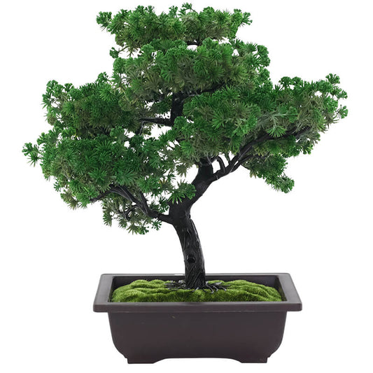 Bonsai tree