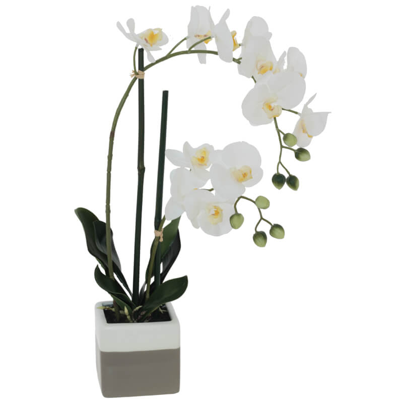 Lia White Pot Orchid