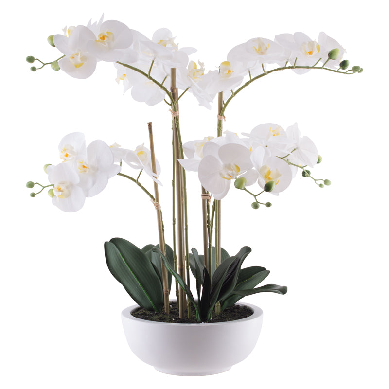 Kimberly Orchid 64cm
