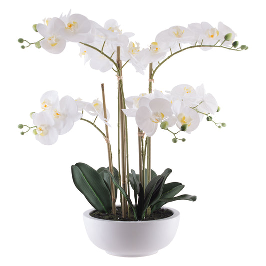 Kimberly Orchid 64cm