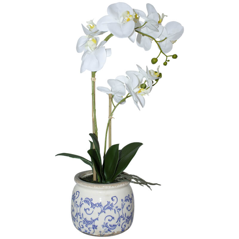 Blue Pot Orchid