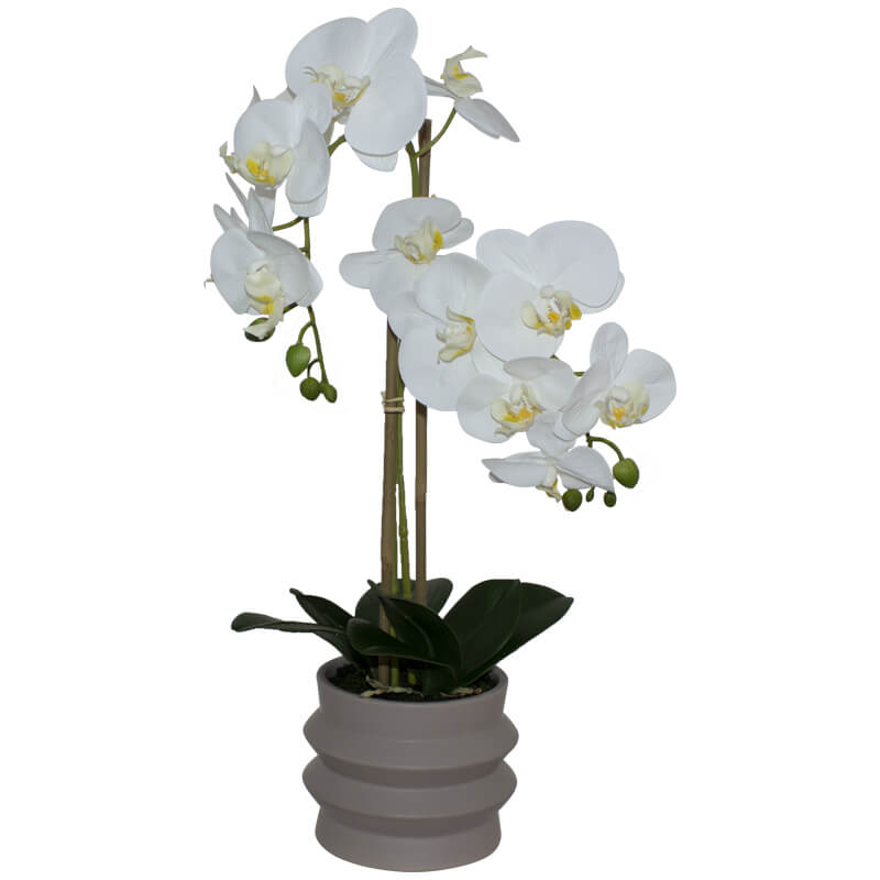 Ripple Pot Orchid