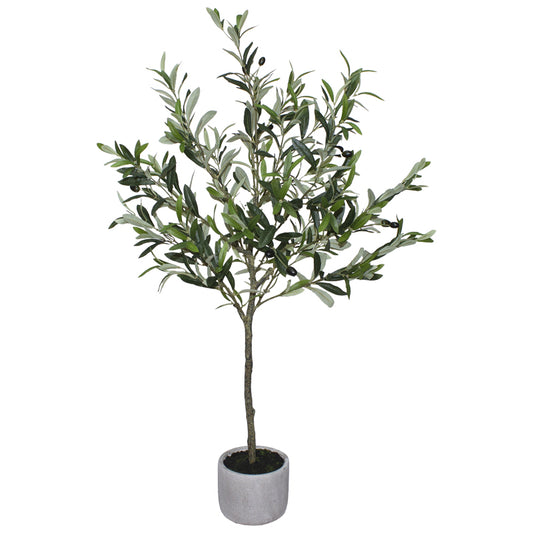 Olive Tree - Small