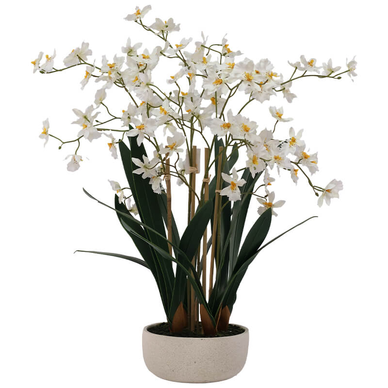 WHITE ONCIDIUM IN WHITE POT 72CM