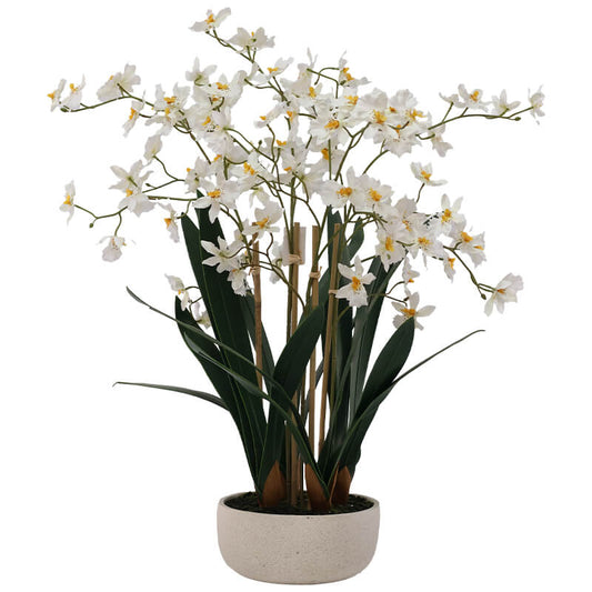 WHITE ONCIDIUM IN WHITE POT 72CM