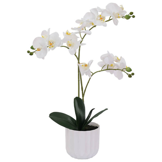 Lauren Orchid 54cm