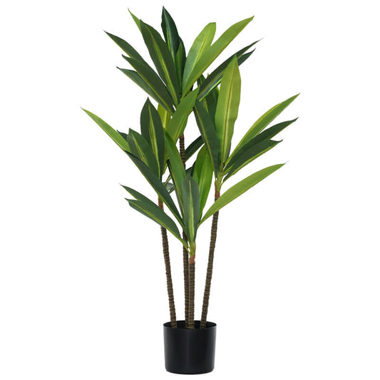 Dracaena pot