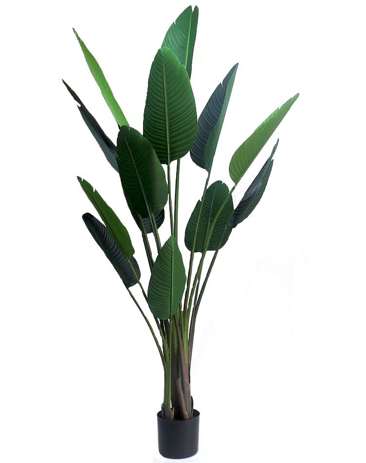 Banana Plant - 190cm