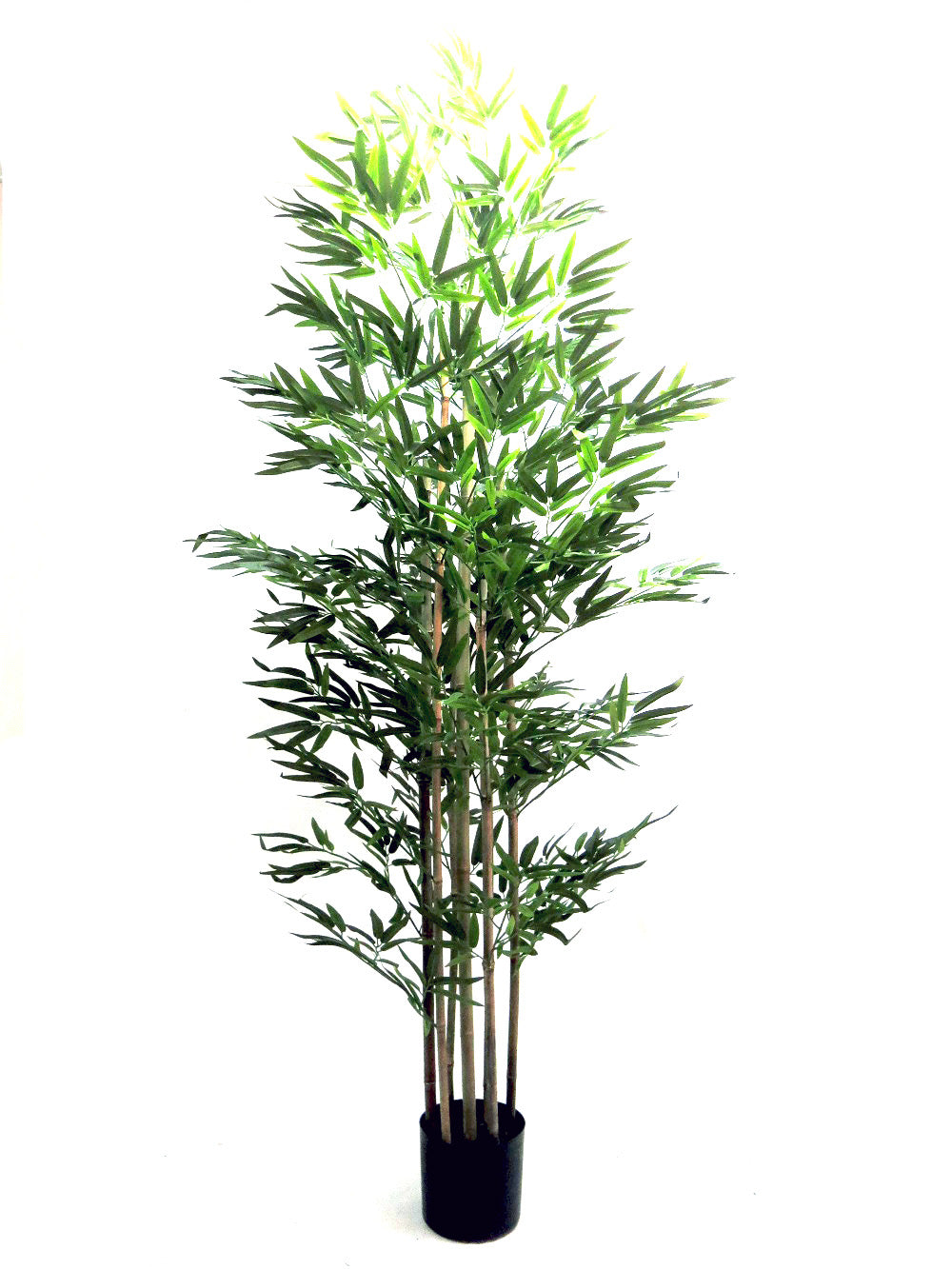 Bamboo Plant - 200cm
