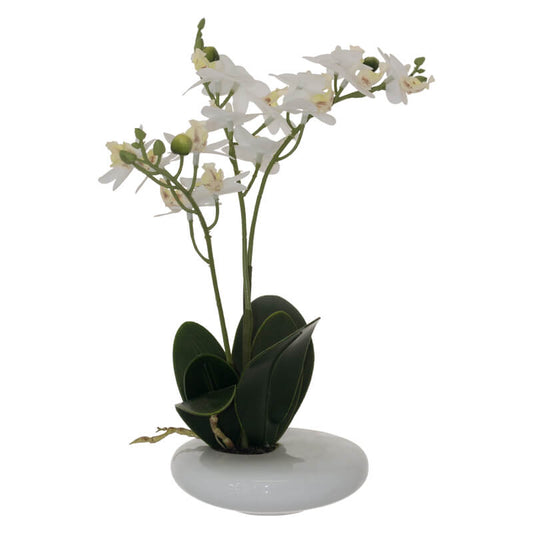 White Mini Orchid