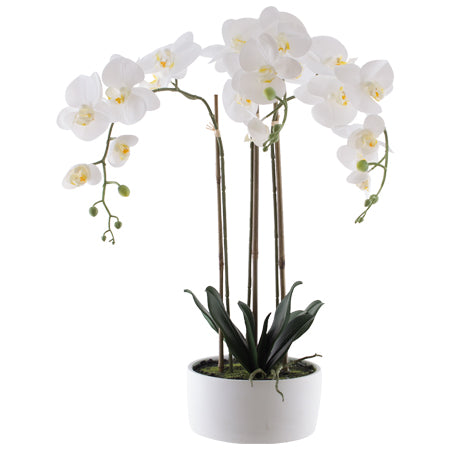 Orchid in White Pot - 60cm