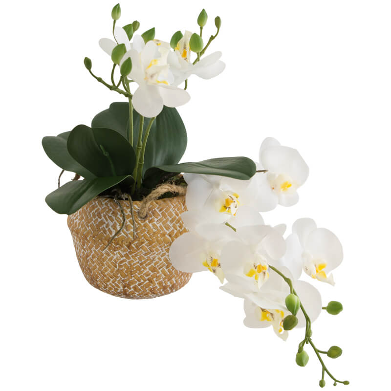 Phala Orchid