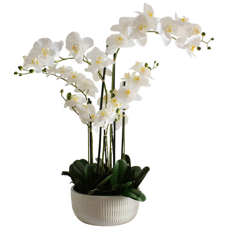 White Orchid in Flat Pot – Khayelihle Homeware