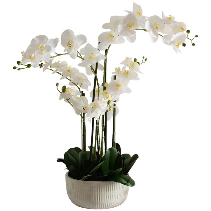 White Orchid in Flat Pot